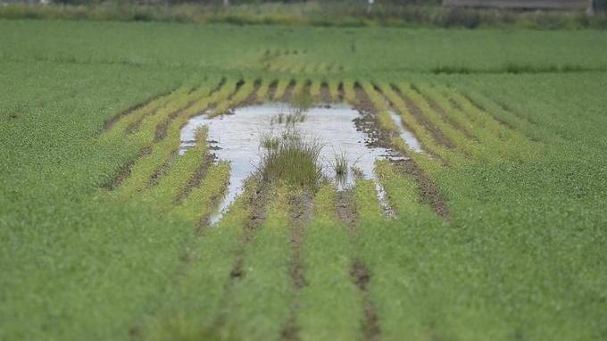 La pioggia non dà tregua A rischio fieno e pomodori