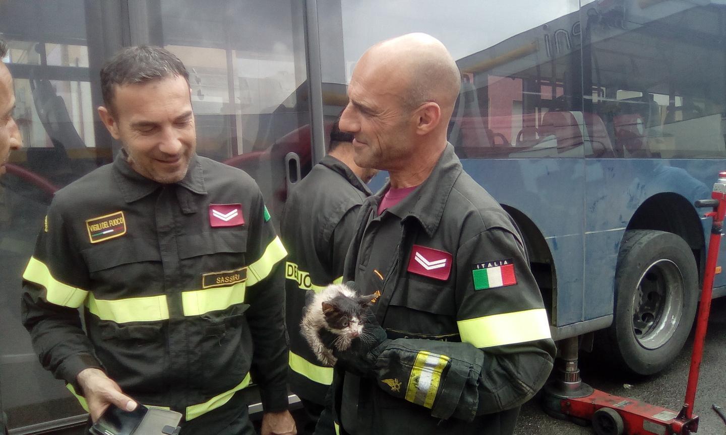 Gattino tra le ruote di un pullman