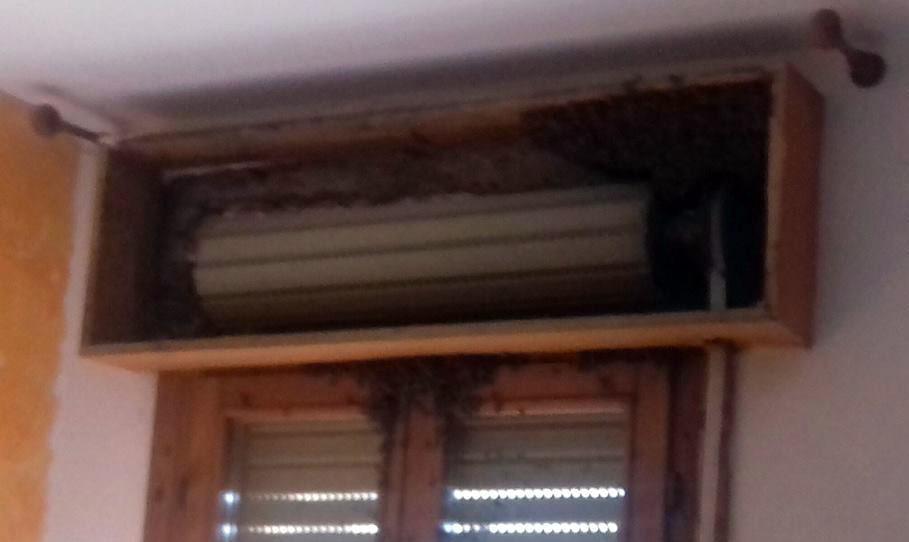 Migliaia di api in camera da letto Paura a Codigoro