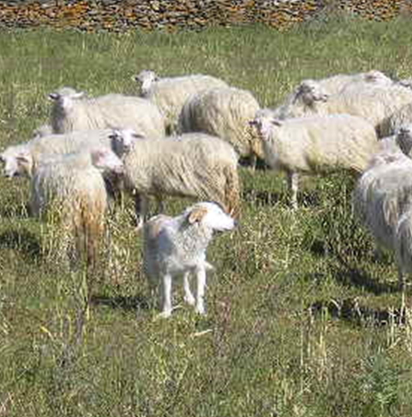 Via dalle aree svantaggiate nove comuni in rivolta 