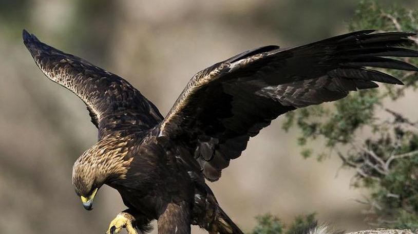 Progetto di ripopolamento: in arrivo 25 aquile del Bonelli