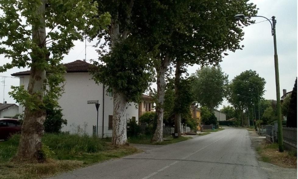 Rischio cedimento, 4 platani da abbattere