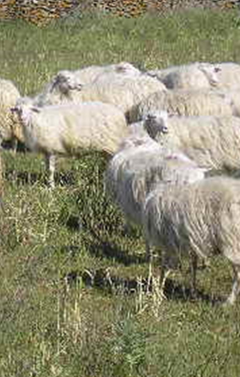 Zone svantaggiate, la paura dei sindaci 