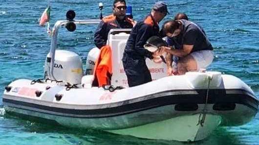 Cucciolo di delfino salvato a Is Aruttas