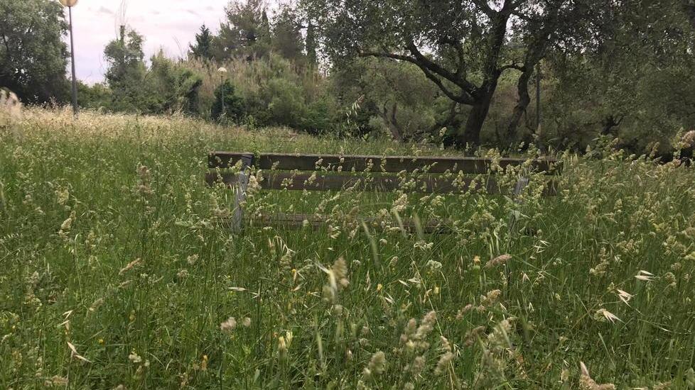 Scatta la raccolta firme contro l’erba alta