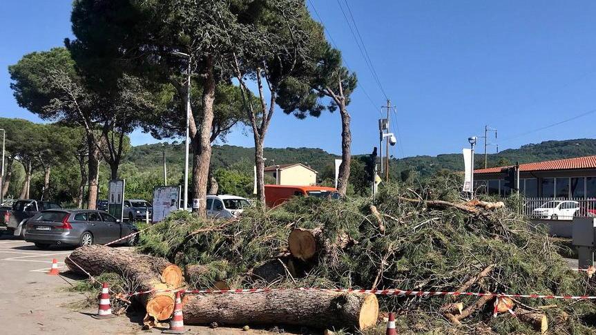 Via i pini pericolosi sulla strada di San Giovanni