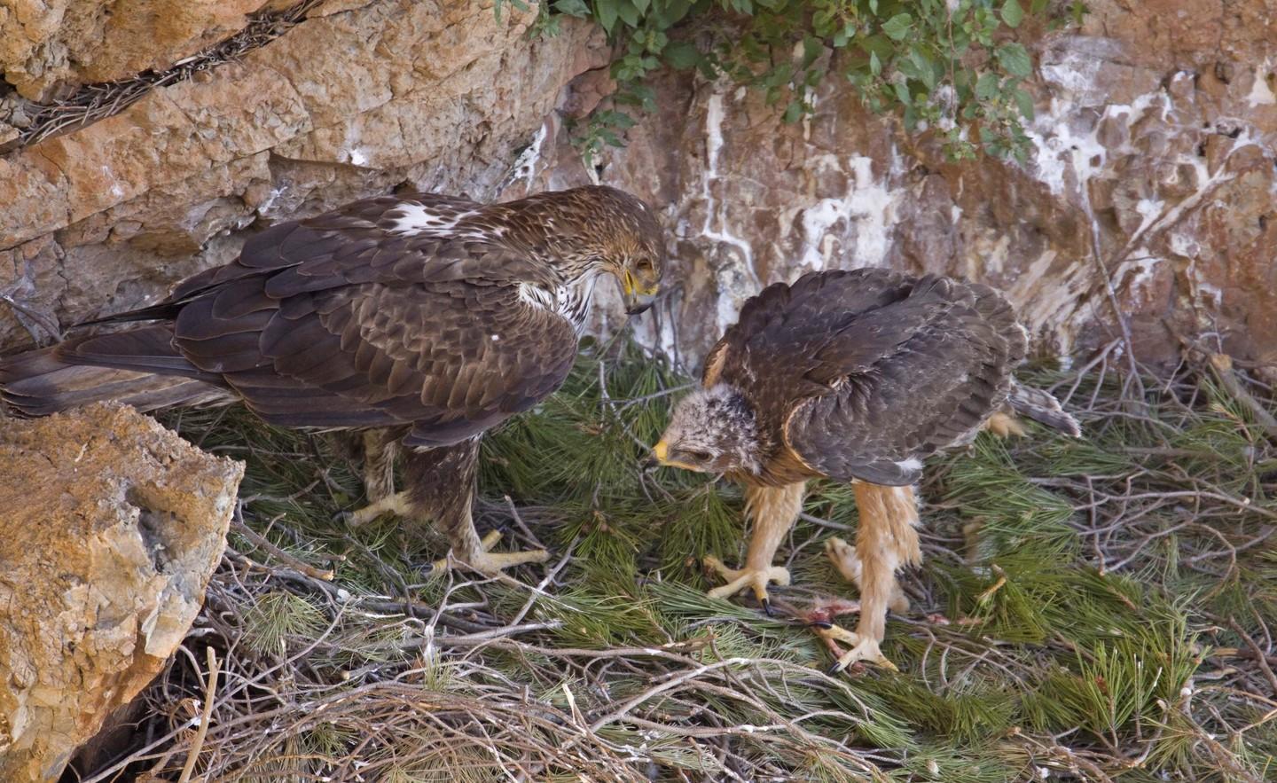 L’aquila del Bonelli ritrova la sua casa nel Parco Tepilora 