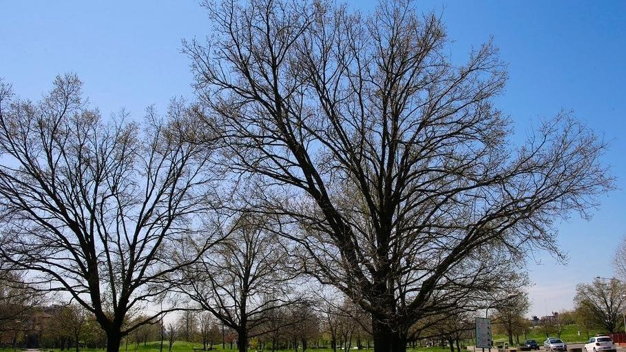 Modena, tredicenne aggredito al parco Amendola