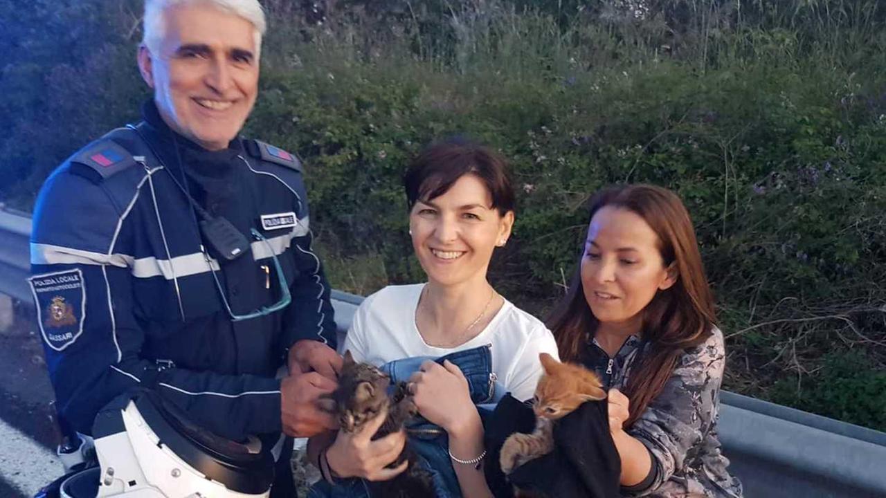 Tre gattini salvati sulla superstrada