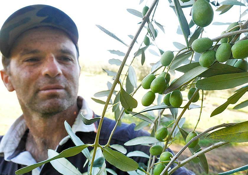 “Malizia di Tosca” l’olio di Suvereto nella top ten toscana 