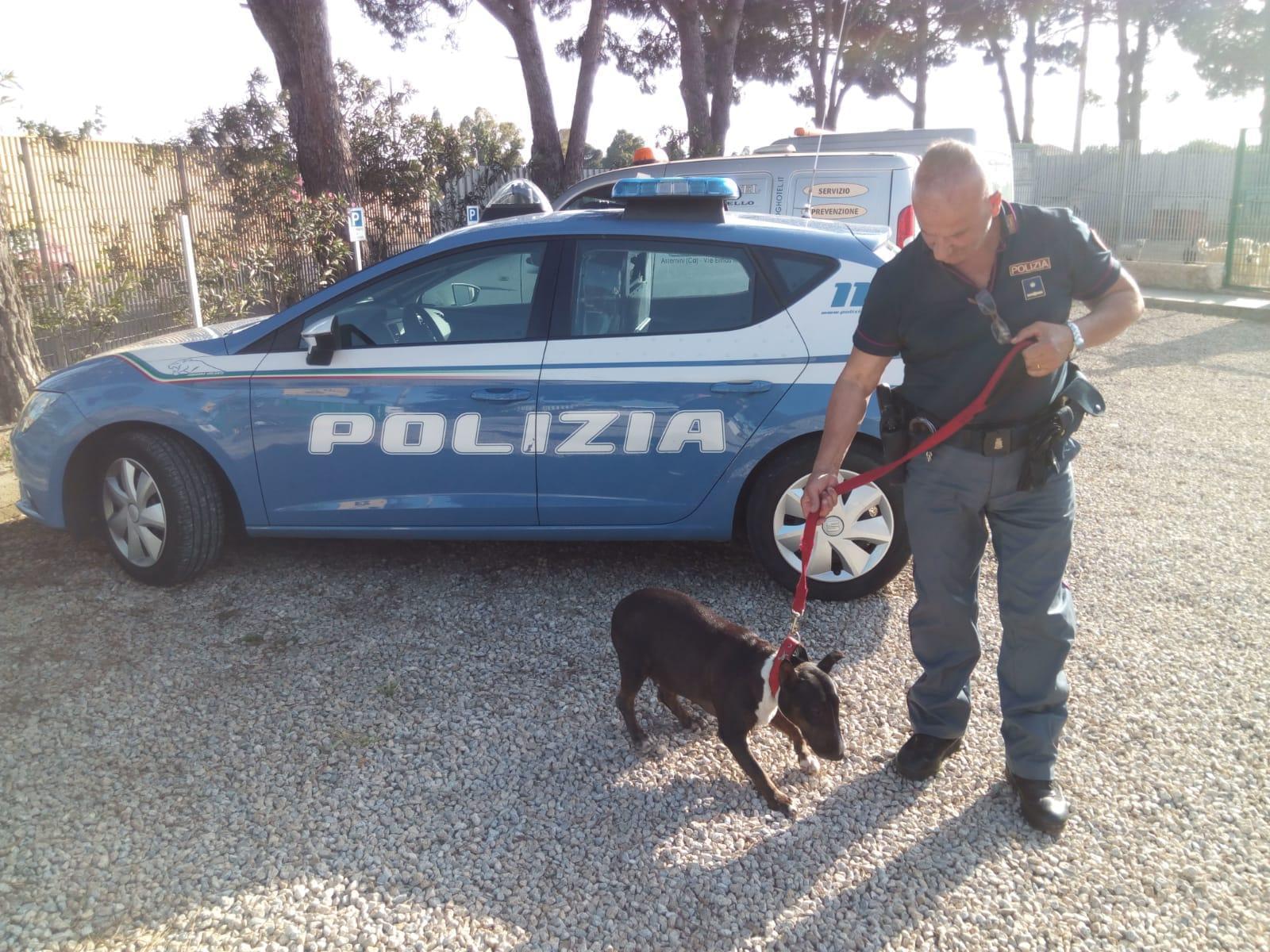 Il cane salvato dalla polizia a Cagliari