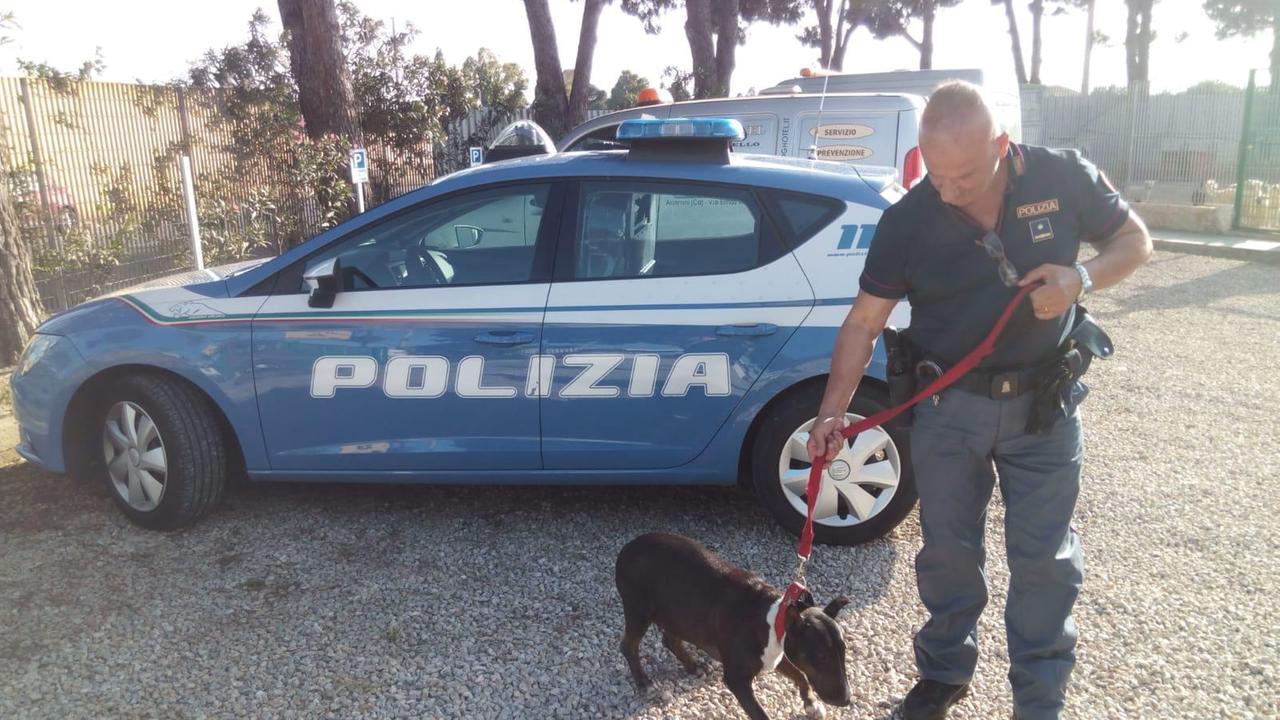 Il cane salvato dalla polizia a Cagliari