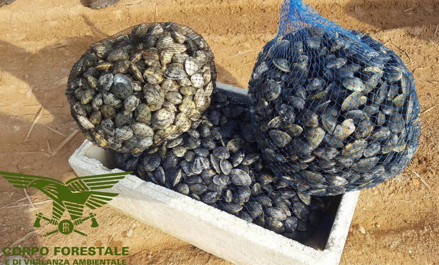 Pescano cozze e arselle infette, blitz dei forestali nello stagno vietato