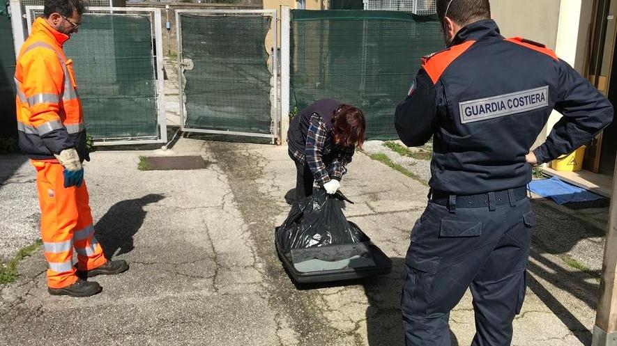 Carcassa di cane nascosta dentro una valigia