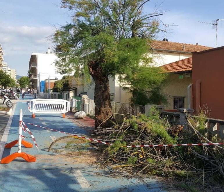 Tamerici pericolose, la ciclabile resta chiusa 