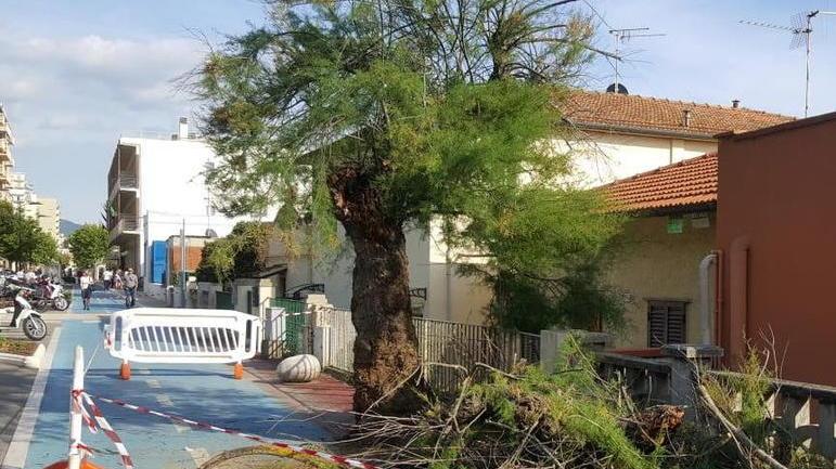 Tamerici pericolose, la ciclabile resta chiusa