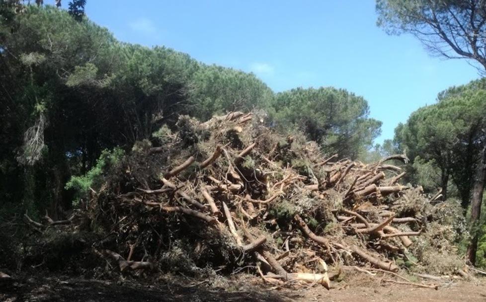 No ai 700mila euro per i nuovi alberi 