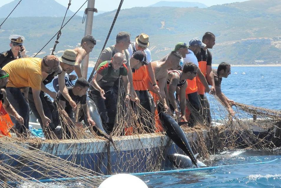Tonno rosso, aumentano le quote di pesca