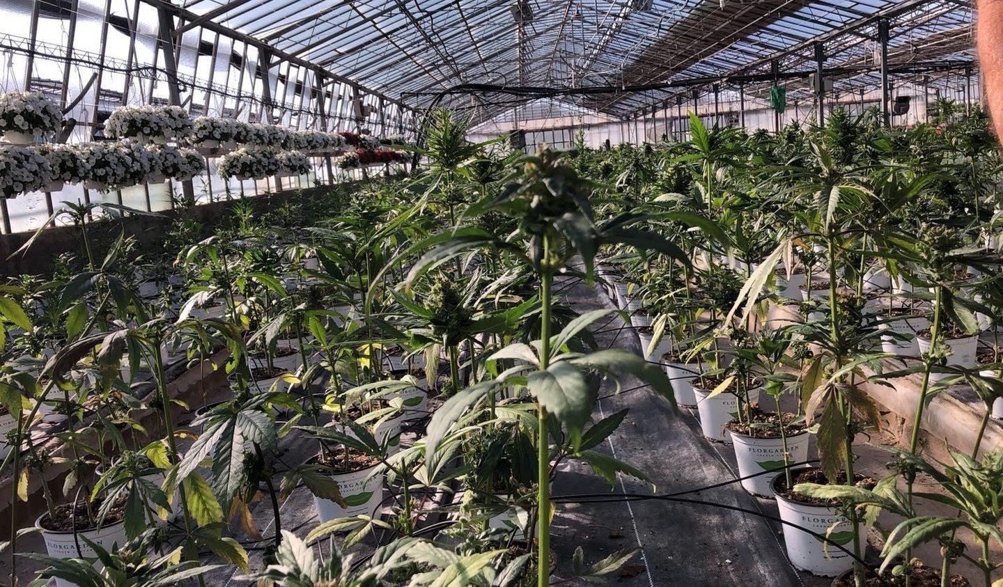 Canapa, affari da sballo ma con la “sorella” legale 