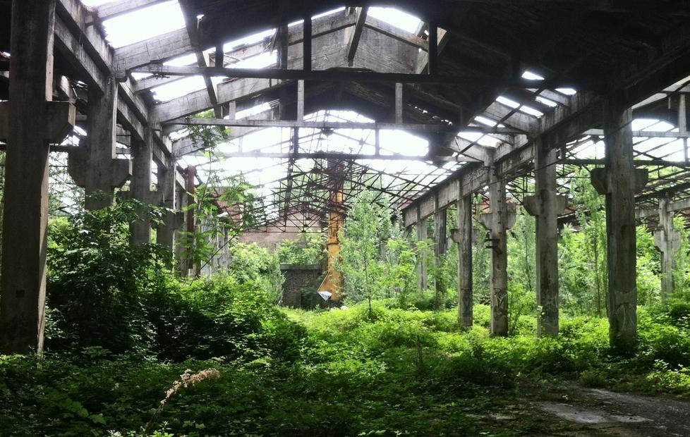 Fonderie di Modena, le rovine invase da una foresta spontanea 