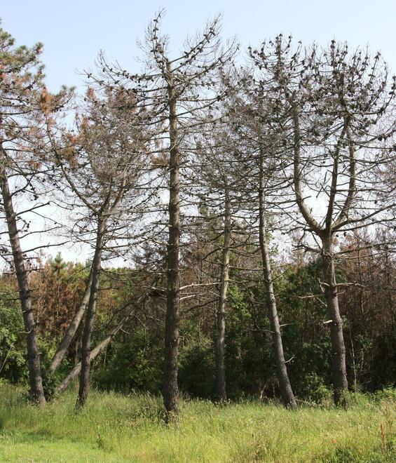 Arrivano i soldi per rinfoltire la Pineta di Levante 