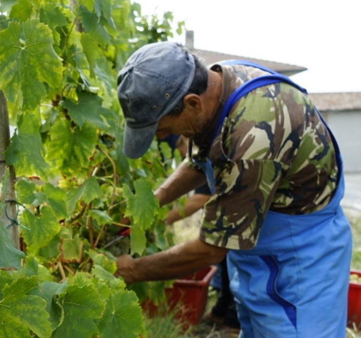 Più flessibilità oraria nel contratto agricolo 