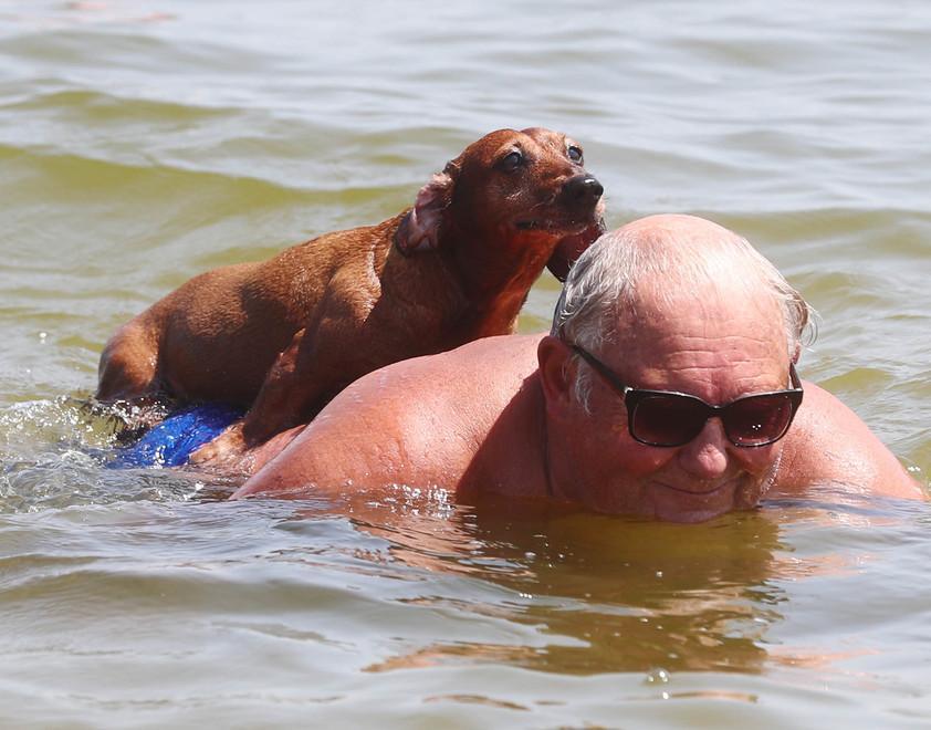 Una spiaggia per i cani Ma in acqua solo 10 minuti 