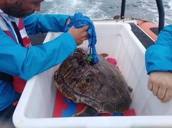La Caretta caretta di nuovo libera 