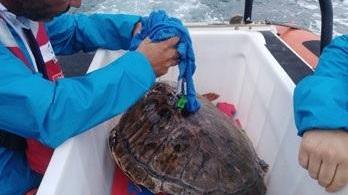 La Caretta caretta di nuovo libera