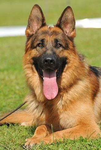 Solo cani con pedigree in passerella domenica 