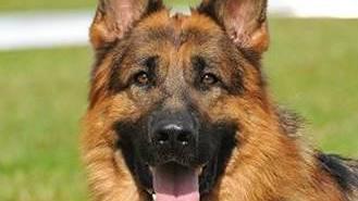 Solo cani con pedigree in passerella domenica