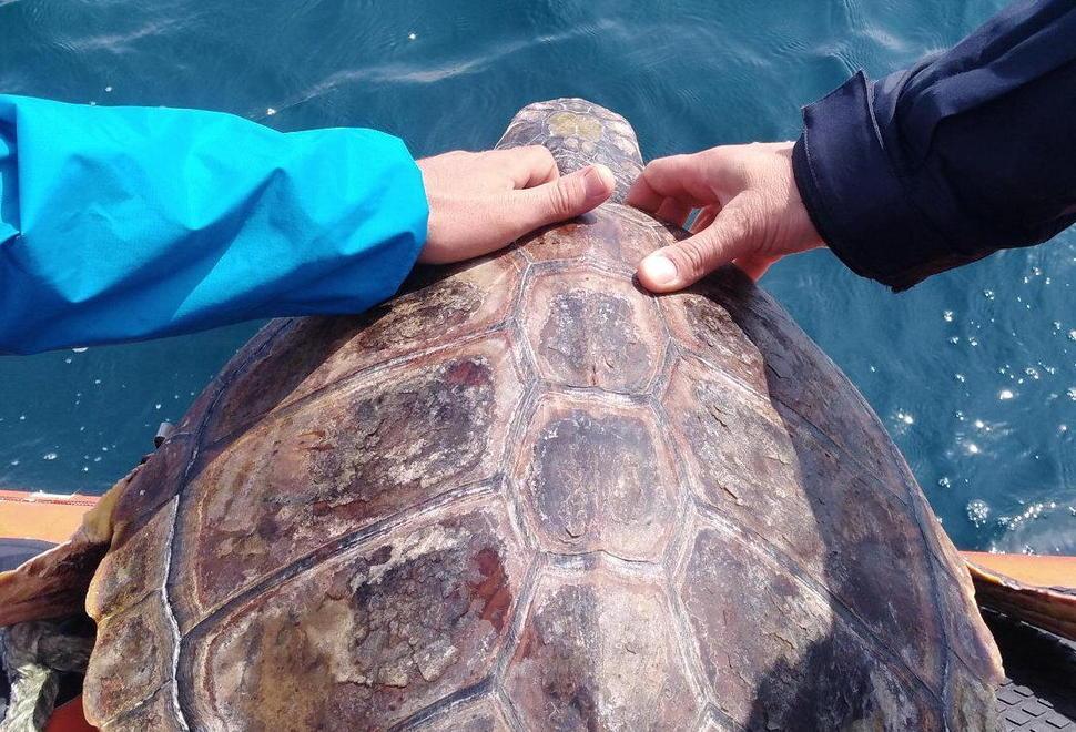 Liberata in mare “Tarta” dopo quasi un anno di cure
