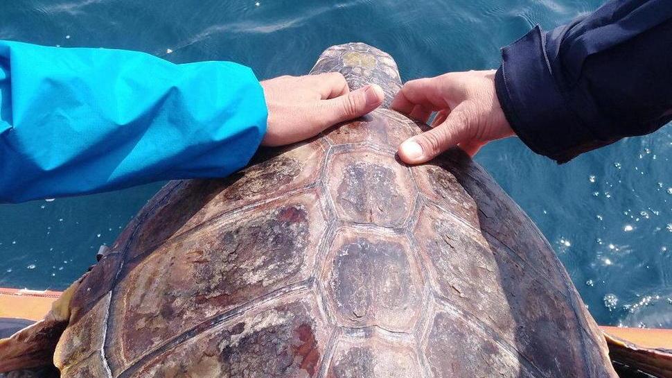 Liberata in mare “Tarta” dopo quasi un anno di cure