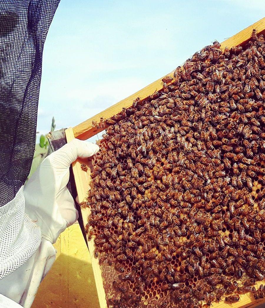 Arnie rubate e rivendute: denunciato un diciottenne 