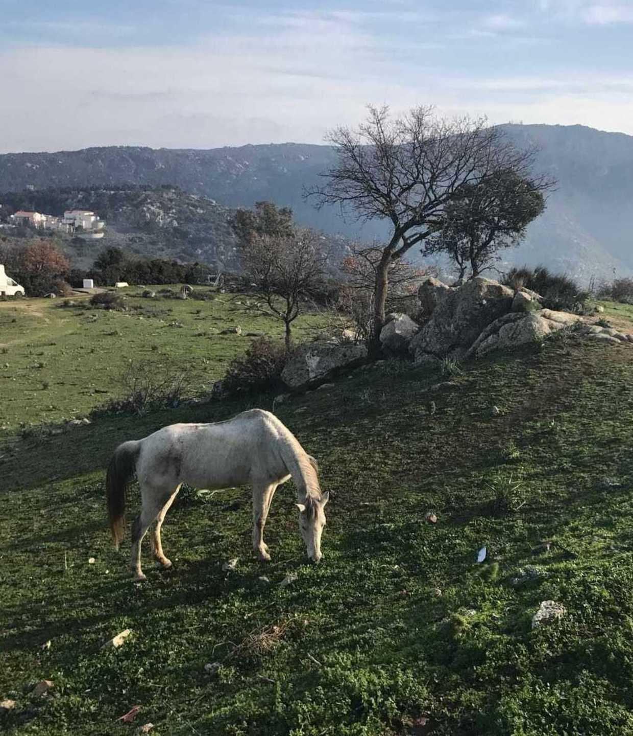 Pony tosaerba, l’ippica in campo 