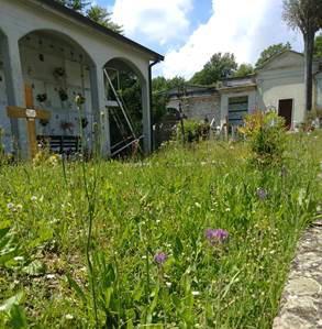 Erba alta e muri pericolanti, allarme degrado al cimitero