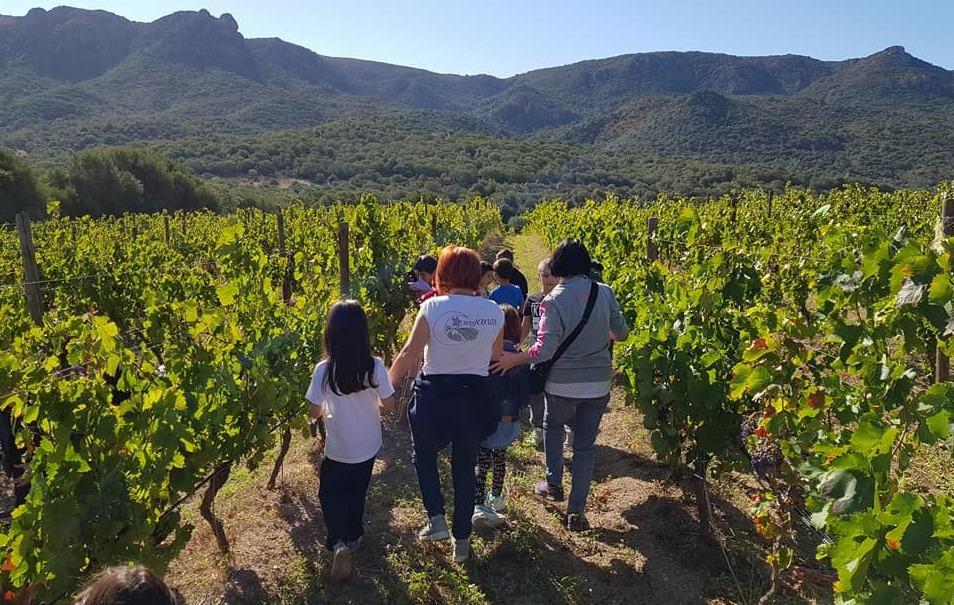 Usini riscopre antiche vigne e carciofaie 