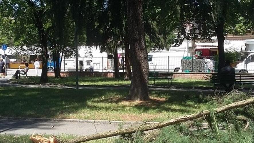 Cade un grosso ramo. Paura per mamma e figlia