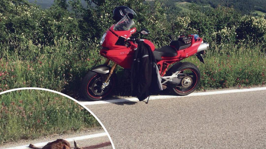 La moto della vittima e il capriolo investito