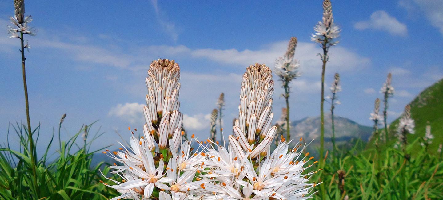 Bellezza e benessere nel segno della natura 