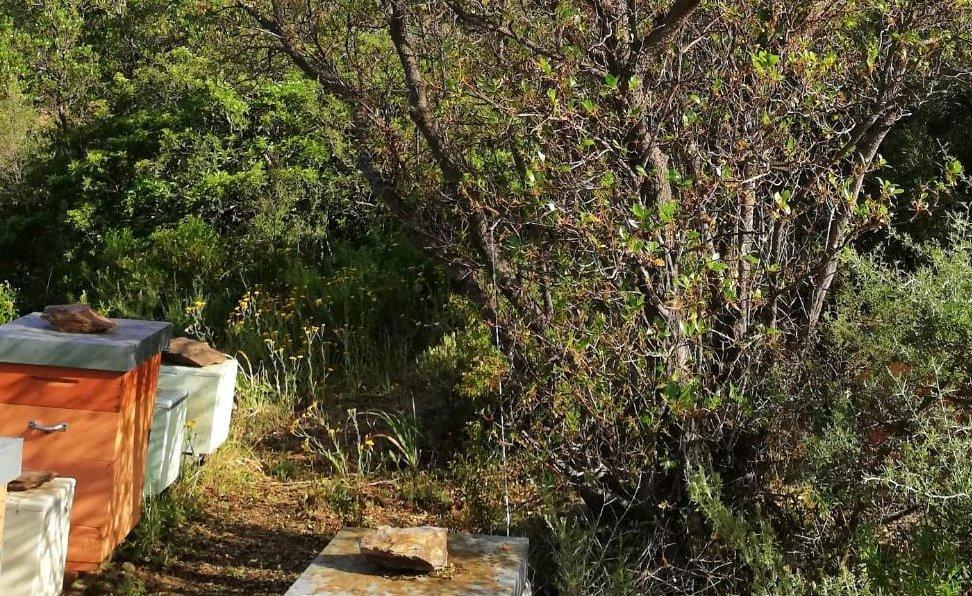 Miele amaro addio, sughere e corbezzoli infestati dalla vorace “limantria dispar” 