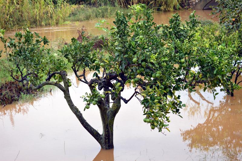 Un frutteto allagato in Baronia