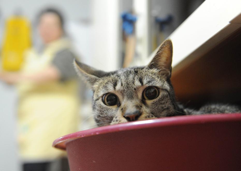 Aggredita e offesa una volontaria della colonia felina 