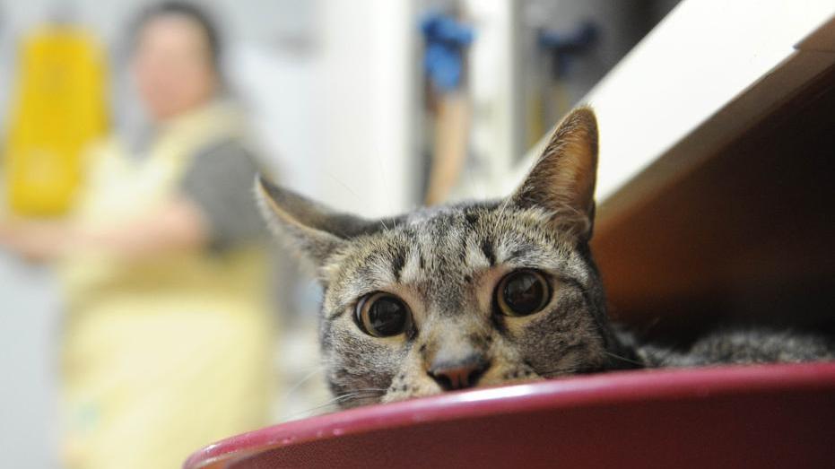 Aggredita e offesa una volontaria della colonia felina
