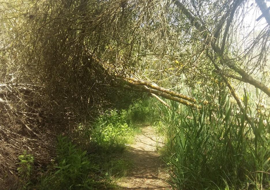 Via con i contratti Il Comune acquisisce la pineta dai privati 