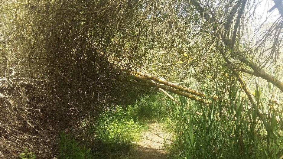 Via con i contratti Il Comune acquisisce la pineta dai privati