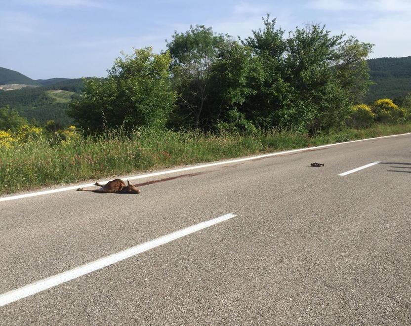 Muore con la moto contro un capriolo 