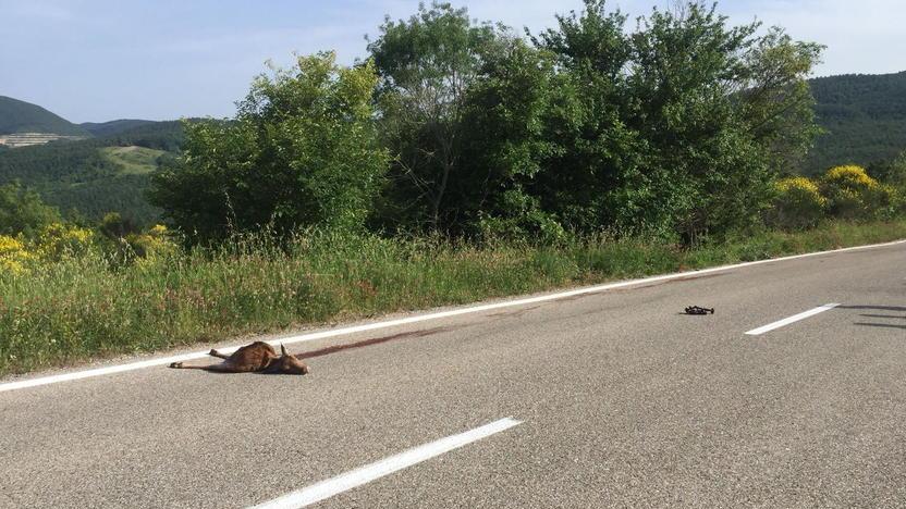 Muore con la moto contro un capriolo