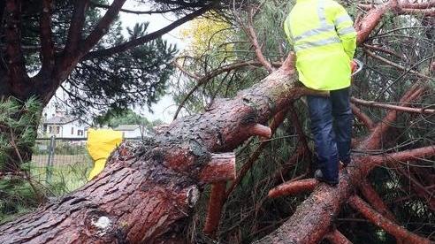 «Perché quei 120 pini abbattuti?»