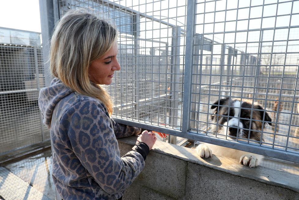 Problema cani vaganti Sbagliate le segnalazioni 